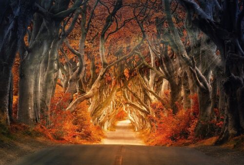 the-dark-hedges
